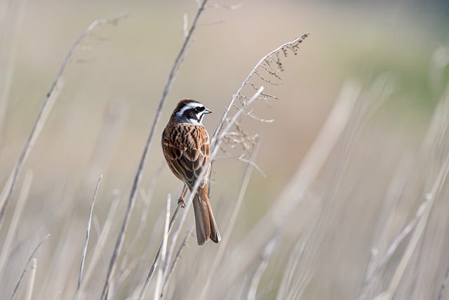 vopsirea parului natural