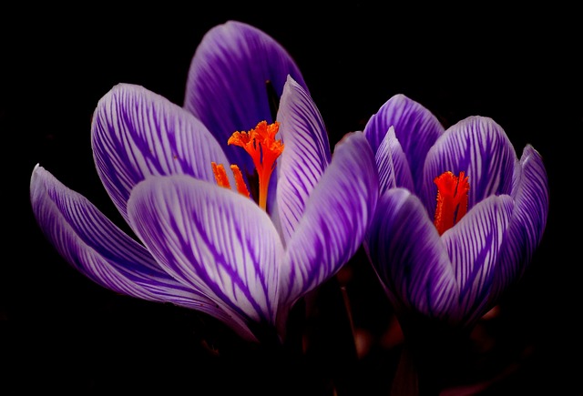 purple fialove vlasy