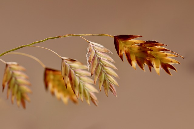 avena