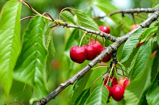 cherry hair
