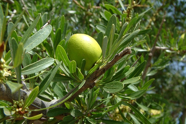 nashi argan