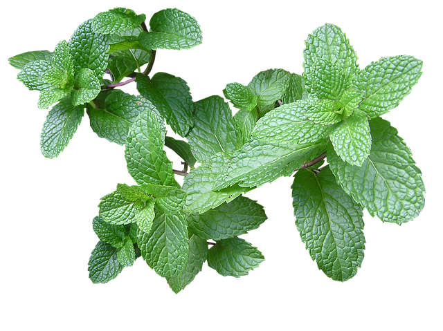 mint color