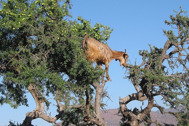 argan