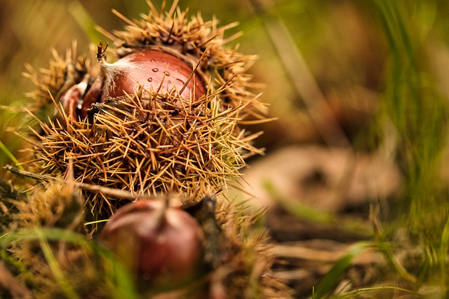 chestnut hair